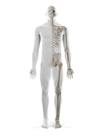 3d rendered medically accurate illustration of the human skeletonの写真素材