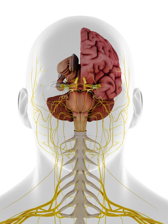 3d rendered medically accurate illustration of a frontal view of the internal brain anatomyの写真素材