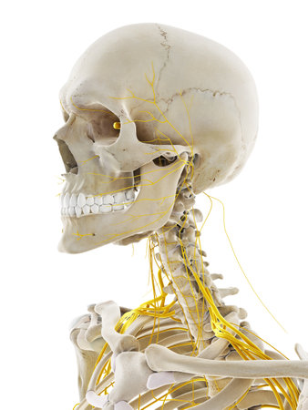 3d rendered medically accurate illustration of the nerves of the headの写真素材