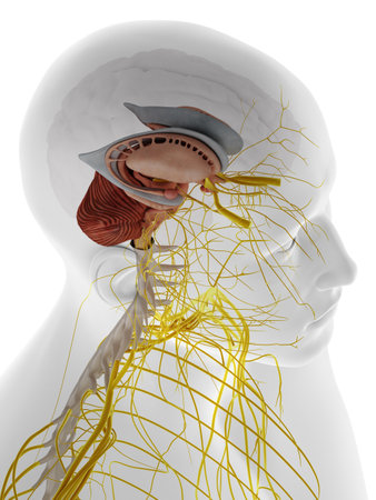 3d rendered medically accurate illustration of the internal brain anatomyの写真素材