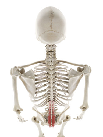 3d rendered medically accurate illustration of the multifidusの写真素材