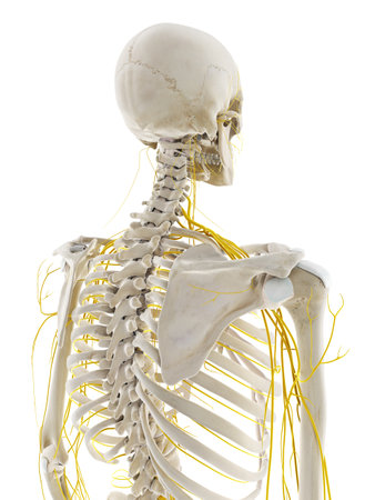 3d rendered medically accurate illustration of the nerves of the backの写真素材