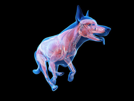 3d rendered medically accurate illustration of a dogs muscle anatomyの写真素材