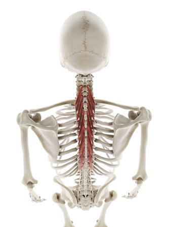 3d rendered medically accurate illustration of the semispinalis thoracisの写真素材