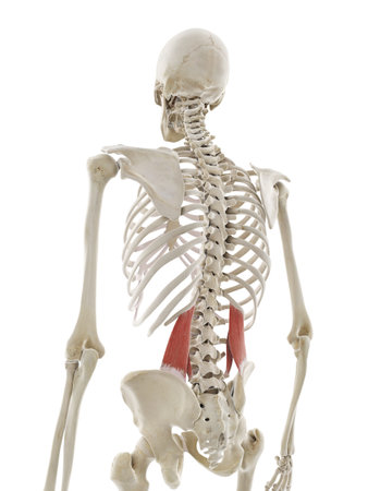 3d rendered medically accurate illustration of the quadratus lumborumの写真素材