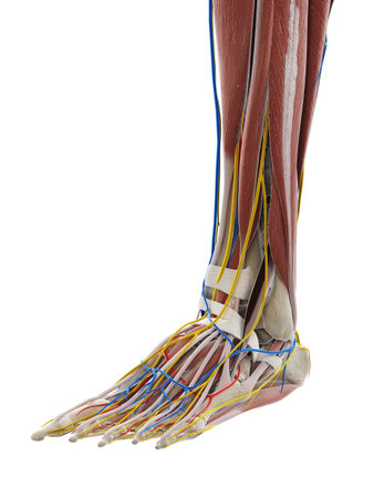3d rendered medically accurate illustration of the anatomy of the footの写真素材
