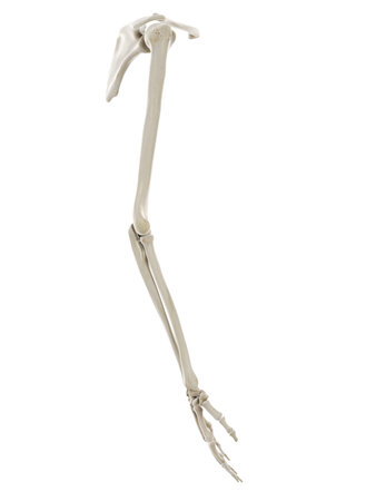 3d rendered medically accurate illustration of the bones of the armの写真素材