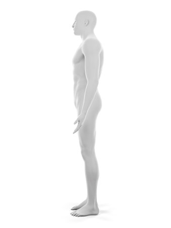 3d rendered medically accurate illustration of the male bodyの写真素材