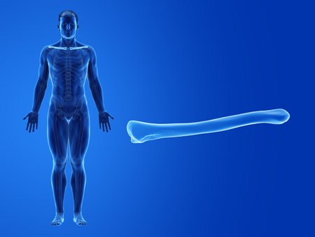 3d rendered medically accurate illustration of the human clavicleの写真素材