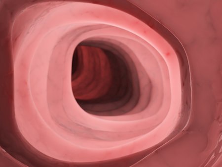 3d rendered medically accurate illustration of the inside of the human colonの写真素材