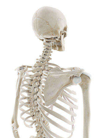 3d rendered medically accurate illustration of the ligaments of the upper body
