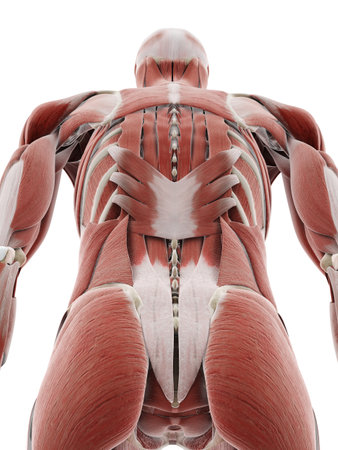 3d rendered medically accurate illustration of the deep back musclesの写真素材
