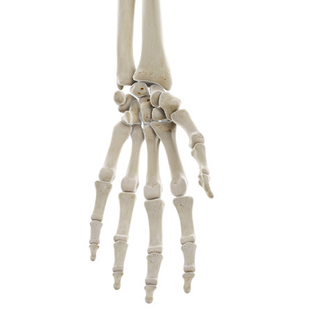 3d rendered medically accurate illustration of the bones of the handの写真素材