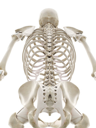 3d rendered medically accurate illustration of the ligaments of the upper bodyの写真素材