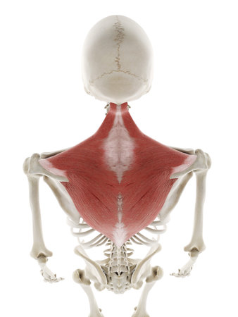 3d rendered medically accurate illustration of the trapeziusの写真素材