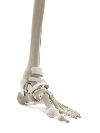 3d rendered medically accurate illustration of the ligaments of the footの写真素材