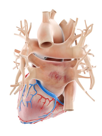 3d rendered medically accurate illustration of the human heartの写真素材