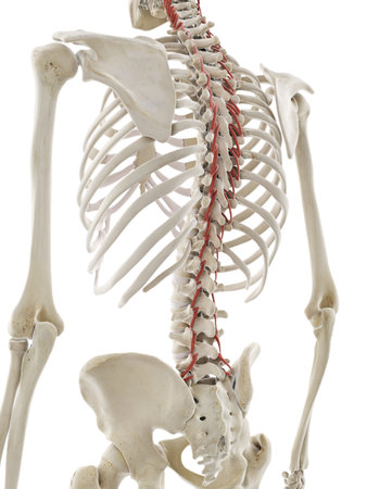 3d rendered medically accurate illustration of rotatores musclesの写真素材