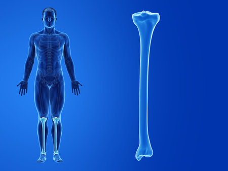 3d rendered medically accurate illustration of the human tibiaの写真素材