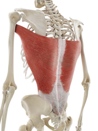 3d rendered medically accurate illustration of the latissimus dorsiの写真素材