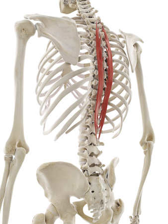 3d rendered medically accurate illustration of the spinalis thoracis