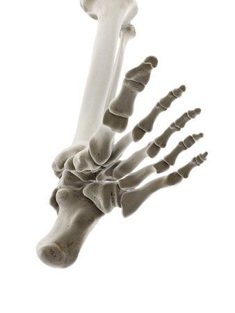 3d rendered medically accurate illustration of the bones of the footの写真素材