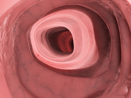 3d rendered medically accurate illustration of the inside of the human colonの写真素材