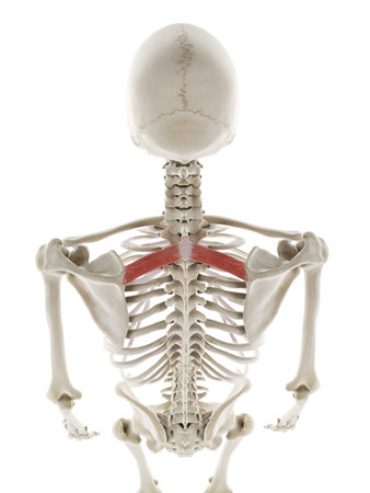 3d rendered medically accurate illustration of the rhomboid minorの写真素材