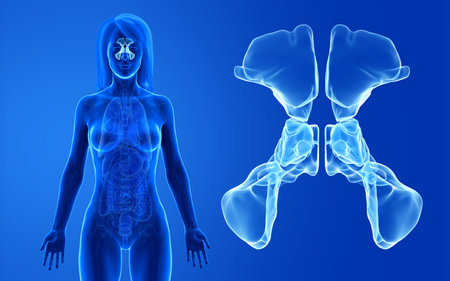 3d rendered medically accurate illustration of the female sinusesの写真素材
