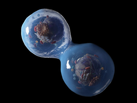 3d rendered medically accurate illustration of a dividing human cell