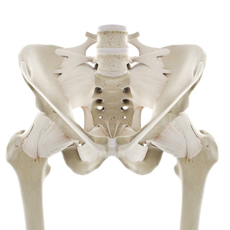 3d rendered medically accurate illustration of the ligaments of the hipの写真素材