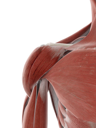 3d rendered medically accurate illustration of the shoulder muscleの写真素材