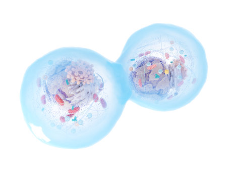 3d rendered medically accurate illustration of a dividing human cell