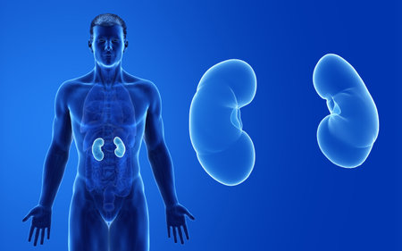 3d rendered medically accurate illustration of the male kidneys