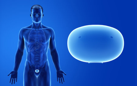3d rendered medically accurate illustration of the male bladderの写真素材