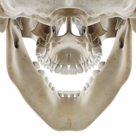 3d rendered medically accurate illustration of the skull with open jawの写真素材