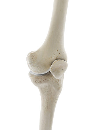 3d rendered medically accurate illustration of the skeletal knee