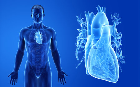 3d rendered medically accurate illustration of the male heartの写真素材