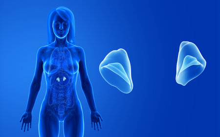 3d rendered medically accurate illustration of the female adrenal glandsの写真素材