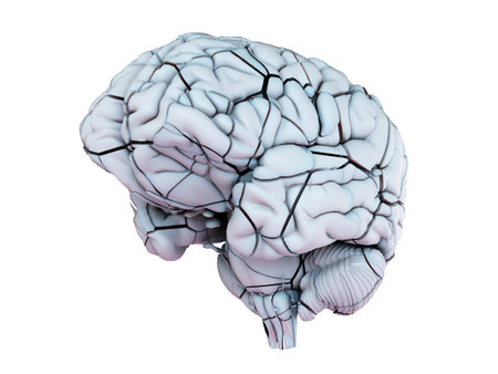 3d rendered medically accurate illustration of a broken human brainの写真素材