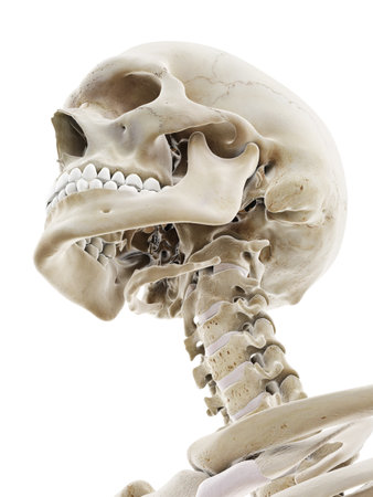 3d rendered medically accurate illustration of the skeletal headの写真素材