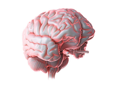 3d rendered medically accurate illustration of a glowing human brain