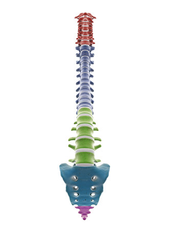 3d rendered medically accurate illustration of the segments of the human spine