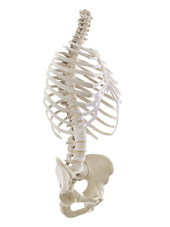 3d rendered medically accurate illustration of the human thorax