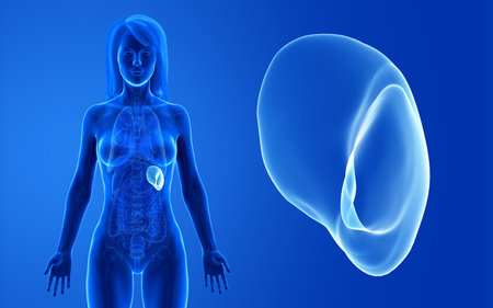 3d rendered medically accurate illustration of the female spleenの写真素材