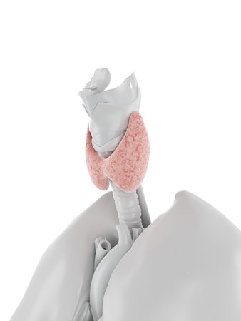 3d rendered medically accurate illustration of the thyroid