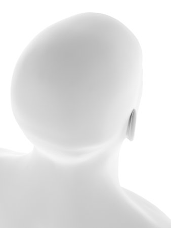 3d rendered medically accurate illustration of the human headの写真素材