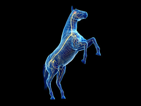 3d rendered medically accurate illustration of the equine anatomy - the nervous systemの写真素材