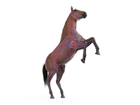 3d rendered medically accurate illustration of the equine anatomy - the vascular systemの写真素材