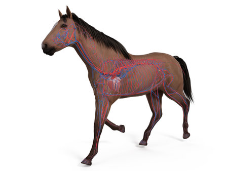 3d rendered medically accurate illustration of the equine anatomy - the vascular systemの写真素材